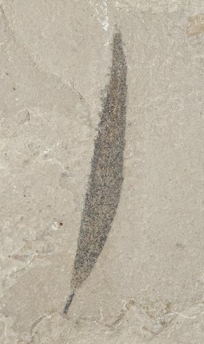Fossil Willow Leaf - Green River Formation #16300